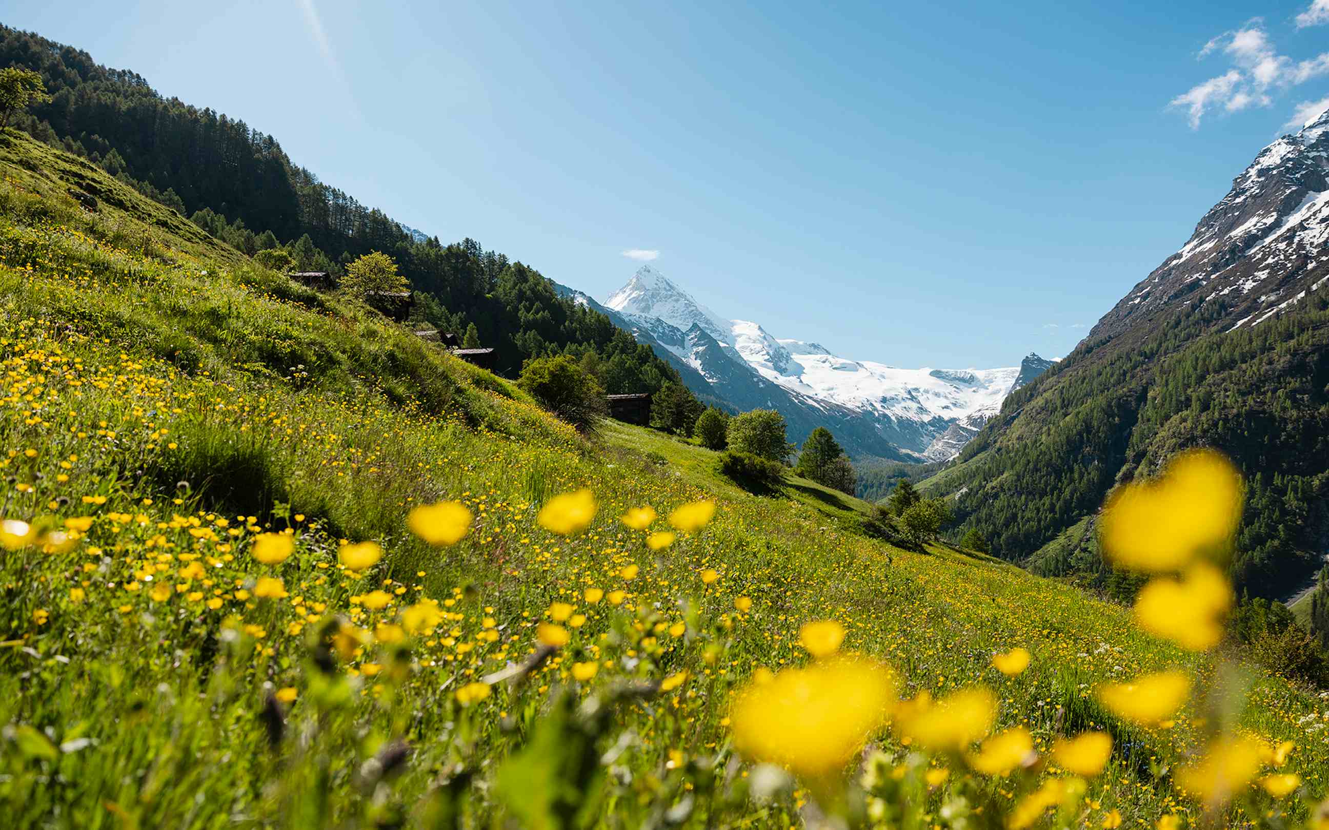 Jardin d'herbes aromatiques Zermatt Été